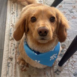 Meet your Posher, Caroline